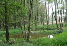 Desítky nádrží, tůní a mokřadů, přírodní koryta potoků – Lesy ČR vrací lesům a krajině VODU