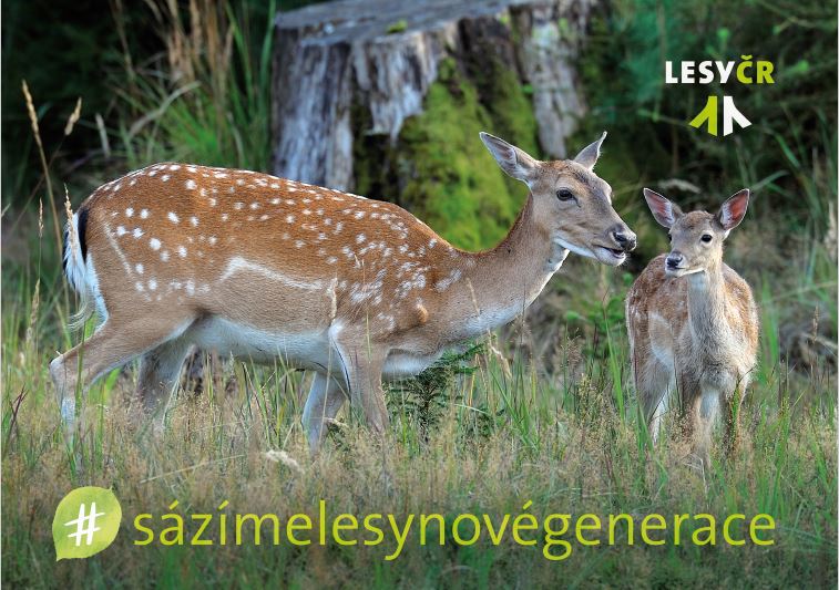 Pyzele Puzzle | Lesy České republiky, s. p.