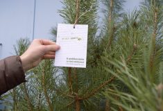 Lesy ČR darovaly nemocnicím vánoční stromky a poděkovaly zdravotníkům za obětavost