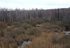 Na Borkovických blatech se zase začne tvořit rašelina, Lesy ČR obnovily 9 hektarů a projekt pokračuje