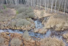 Na Borkovických blatech se zase začne tvořit rašelina  Lesy ČR obnovily 9 hektarů a projekt pokračuje