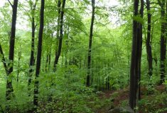 Zapsání Jizerskohorských bučin na seznam UNESCO  je také oceněním práce lesníků