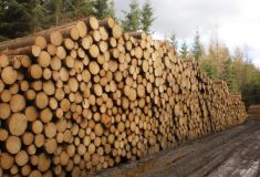 Lesy ČR uzavírají od února přímé kontrakty na dodávky dříví  s menšími a středně velkými pilami
