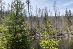 Lesy ČR chtějí zpřístupnit cestu k Boubínskému jezírku