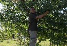 Lesníci trhají třešně ptačí, plody do lesů vrátí v podobě sazenic