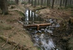 Opatření proti suchu: Dřevěné prahy zadržují v lesích na Žďársku vodu
