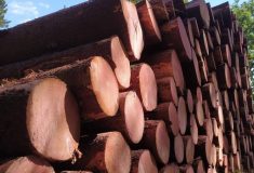 Pomoc Lesů ČR s energetickou krizí: Každý si může ročně koupit až 35 kubíků dřeva. Prodává se v každém kraji