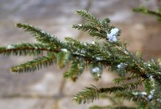 Lesy ČR darují vánoční stromky dětem