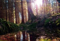 Na změnu klimatu připravují Lesy ČR krajinu stovkami svých vodohospodářských projektů