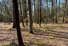 Na pozemkových úpravách spolupracují Lesy ČR a Státní pozemkový úřad