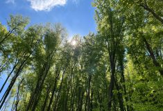 Lesy České republiky v roce 2022 odvedly miliardy korun státu,  pokračovaly v obnově porostů a tvorbě rezerv na horší časy