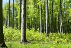 Lesnický tendr vyhlásily Lesy České republiky