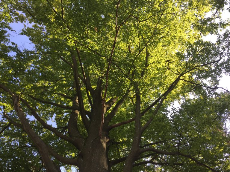 Na spolupráci se dohodly Lesy ČR s Vojenskými lesy a statky ČR Lesy