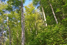 Peníze Lesů ČR převedené do státního rozpočtu využije MZe k podpoře hospodaření v lesích
