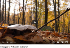 Video: Letošní listopad ve Východním Krušnohoří