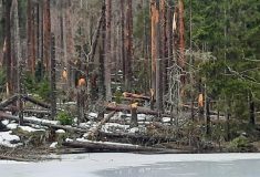 Vítr poškodil na Boubíně stovky stromů, většinou smrků  Musí zůstat v porostech