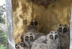 Lesníci s ornitology instalují ptačí budky, chrání tak lesy před škůdci
