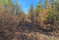 Kvůli riziku požárů zakázaly Lesy ČR lesním dělníkům od dubna do konce října pálení klestu