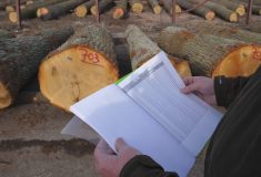 Stromy, o které v minulosti pečovaly generace lesníků, přinášejí výjimečné zdroje pro obnovu a péči o lesy současné