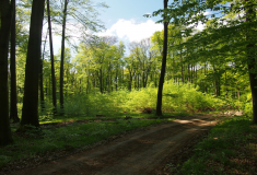 Lesníci, vědci i zástupci ministerstev, ochrany přírody a obcí se shodli  na vyváženém způsobu hospodaření ve Ždánickém lese a Chřibech