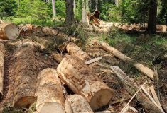 Na Boubíně museli rychle odkornit větrem poškozené smrky, mají hotovo