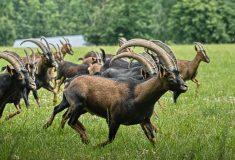 Memorandum o spolupráci podepsali zástupci  Lesů ČR, ZOO Dvůr Králové a České lesnické akademie Trutnov