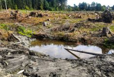 Vichřice loni poškodila na Jablunkovsku desítky tisíc stromů,  dnes jsou tam tůně a přirozeně obnovený les