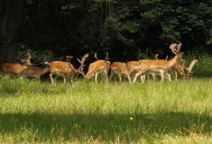 VIDEO: Představujeme Lesní správu Hluboká nad Vltavou