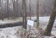 Ekologický projekt Lesů ČR:  Boční koryto Hajmrlovského potoka přirozeně meandruje krajinou