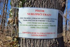 Obnova lesů v CHKO Poodří: Šetrné zpracování stromů poškozených velkou vodou a vichřicí