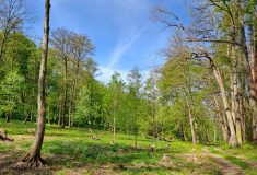 Zámecký park na Konopišti obnovují státní lesníci s vlašimskými ochránci přírody