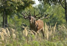 Obory jsou zase otevřené, státní veterinární správa zmírňuje opatření kvůli slintavce a kulhavce