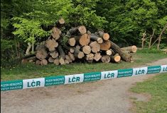 Nebezpečné stromy v klimkovickém lesoparku letos zpracují Lesy ČR