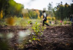 Desítky milionů nových stromů: Lesy ČR sázejí budoucnost