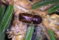 Nejen počasí, ale i věda: Nové metody ochrany lesa drží kůrovce na uzdě