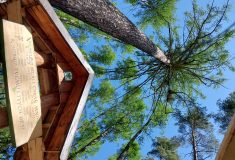 Stoletý modřín přečkal kalamity, sucho a stále roste