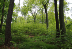 Hospodaření ve Ždánickém lese inspiruje