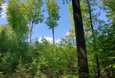 Jak lesy připravit na změnu klimatu? Lesníci sbírají data na demonstračních plochách