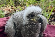 Mládě vzácného orla mořského okroužkovali ve středních Čechách lesníci s ornitology