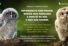 Mladé sovy na zemi nejsou osiřelé – lesníci radí, kdy jim pomoci