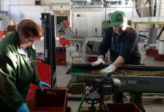 Lesní semenáři připravují osivo na letošní sezónu a expedují ho do školek