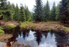 Hrazením meliorací obnovují Lesy ČR v Krušných horách vodní režim