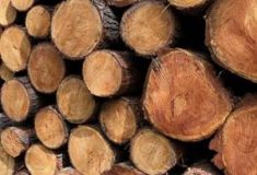 Veřejnou databázi tuzemských zpracovatelů dřeva aktualizují Lesy ČR