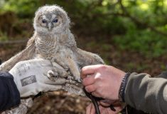 Lesníci podporují hnízdění sov a chrání tak mladé stromky před hraboši