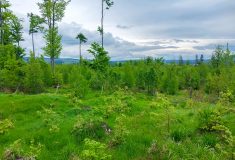 Lesy ČR v roce 2024: Udržitelné hospodaření a ekonomický přínos státu