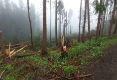 Zákaz vstupu do lesů: Na Jablunkovsku se odklízí stromy poškozené větrem