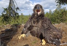 Severočeské lesy se v posledních letech staly stabilním hnízdištěm orlů mořských