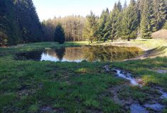 Nové meandry a tůně: v Pošumaví vrací Lesy ČR vodu do krajiny