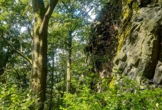 Ostrovy obnovy přírody představují Lesy ČR