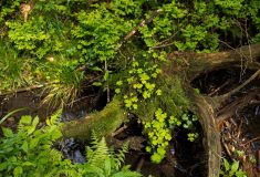 Studenti i ministr Výborný navštíví první ostrovy obnovy přírody